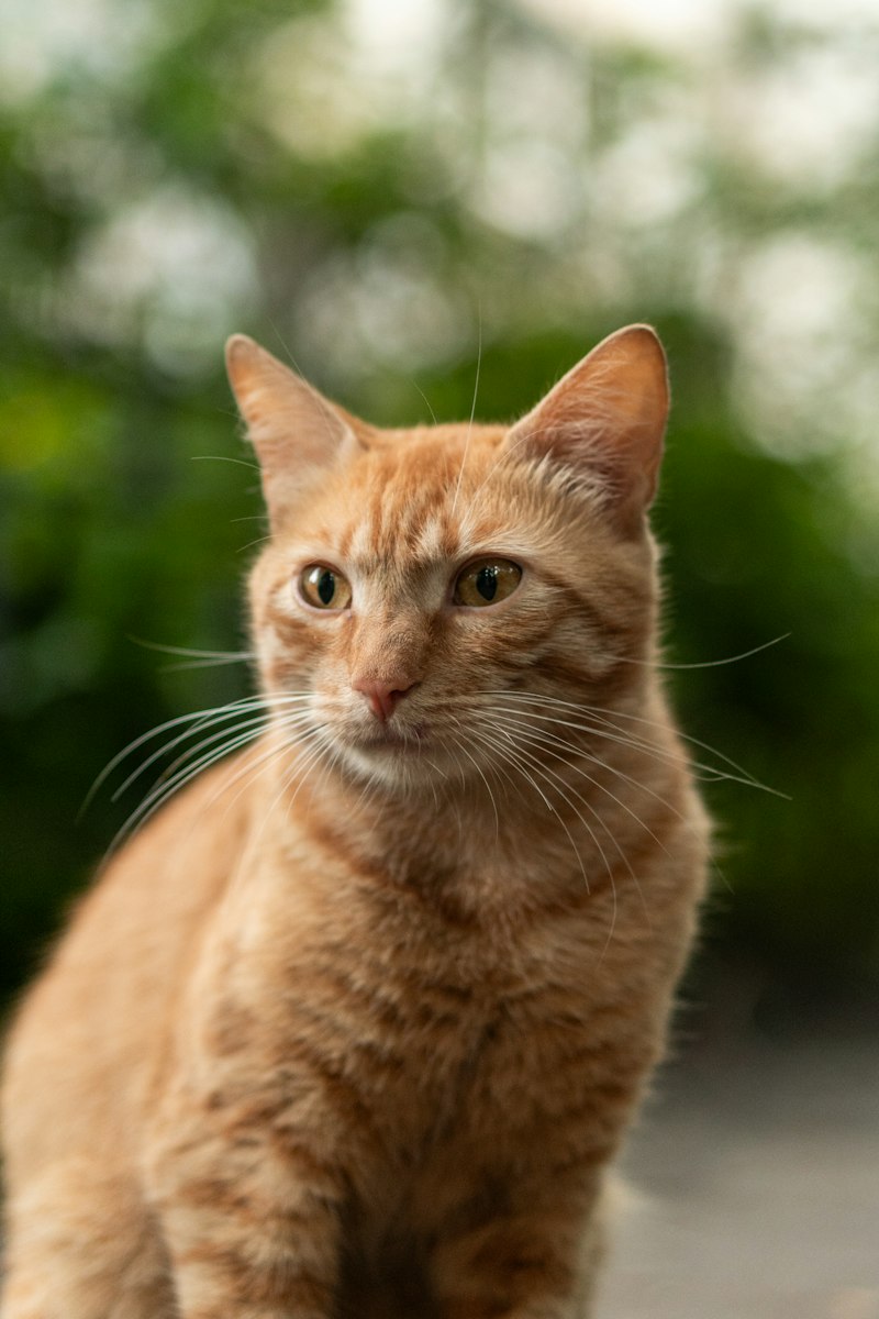 橘猫示例照片